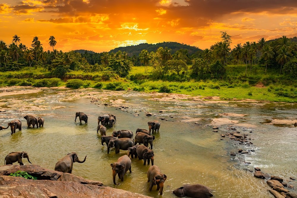 elephants-bathing-in-the-river-pinnawala-elephant-2021-08-31-09-41-48-utc.jpg